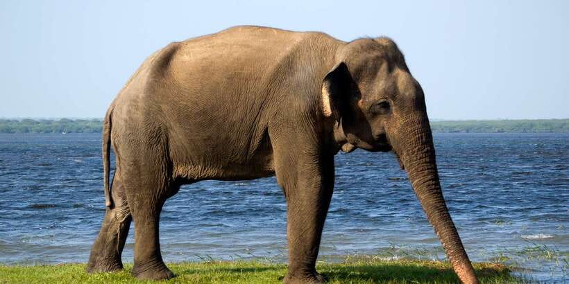 Yala National Park: Half, 7-Hour, or Full-Day Safari & Meals - From your hotel to the park gate