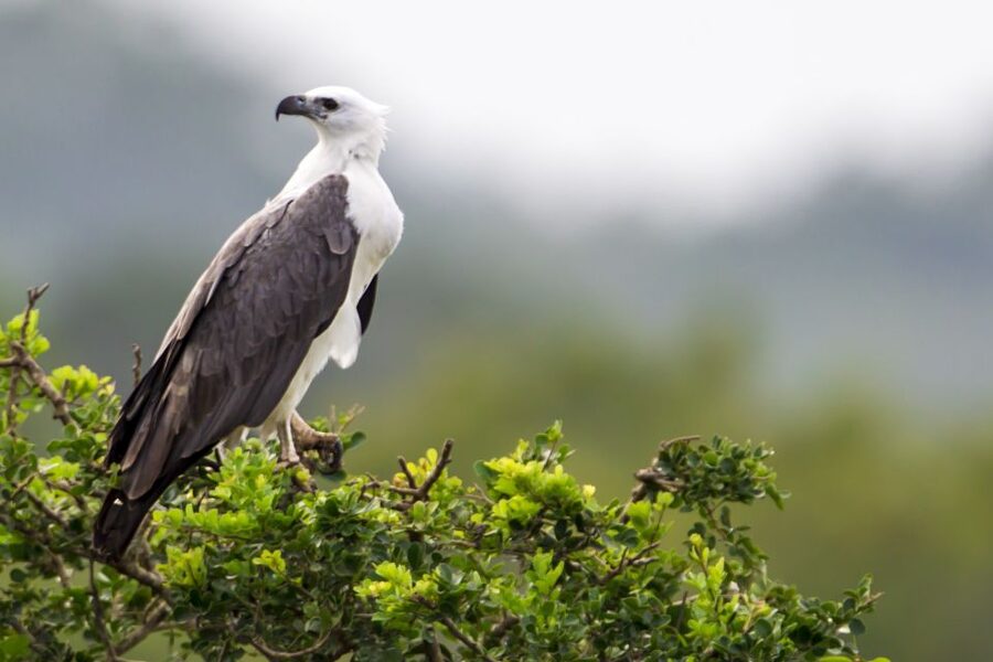 Yala National Park: Half, 7-Hour, or Full-Day Safari & Meals - The animals you may see