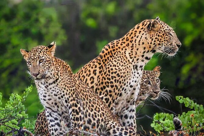 Yala National park: Half day & Full Day & Private - Safari Tours - Key points to know before booking