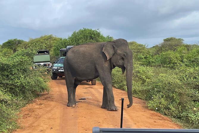 Yala National park: Half day & Full Day & Private - Safari Tours - Why Yala is famous for leopard sightings