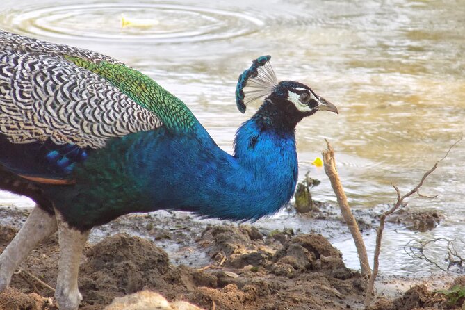 Yala National park: Half day & Full Day & Private - Safari Tours - Jungle, open plains, lagoons, and coastal scenery