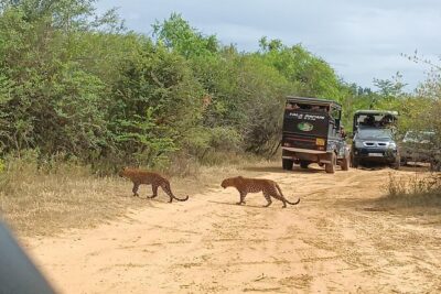 Yala National park: Half day & Full Day & Private – Safari Tours