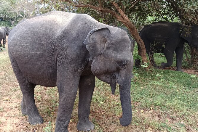 Yala National park: Half day & Full Day & Private - Safari Tours - The animals you may see