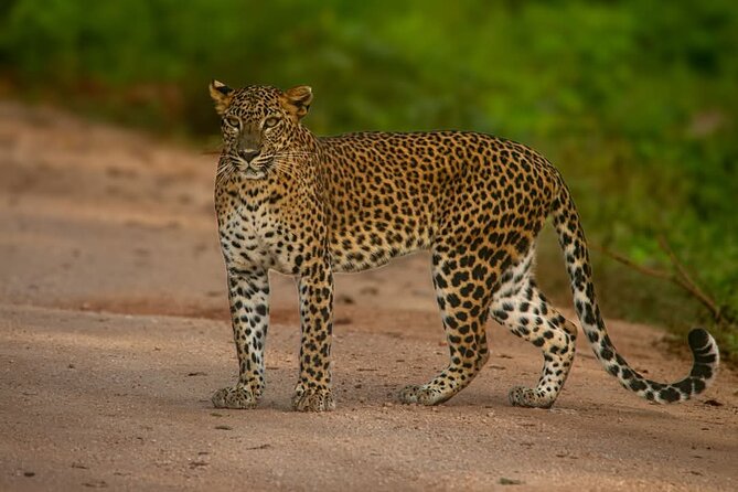 Yala National park: Half day & Full Day & Private - Safari Tours - The guide and jeep make the difference