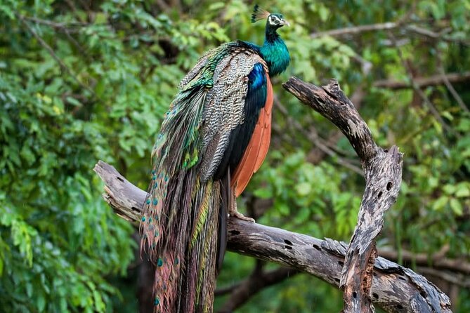 Yala National park: Half day & Full Day & Private - Safari Tours - Is $22 good value?