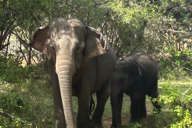 Yala National park: Half day & Full Day & Private - Safari Tours - Who will enjoy this safari most