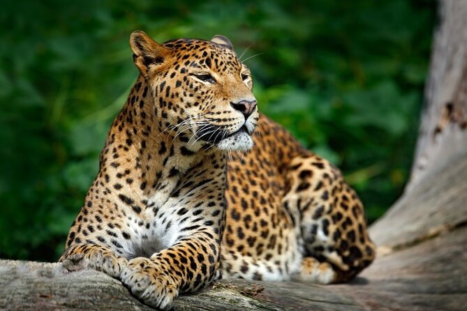 Yala National Park Half Day / Full Day Special Safari Tours - Why Yala is worth a long day