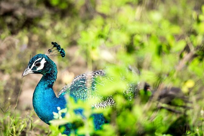 Yala National Park Half Day / Full Day Special Safari Tours - The driver can make or break the day