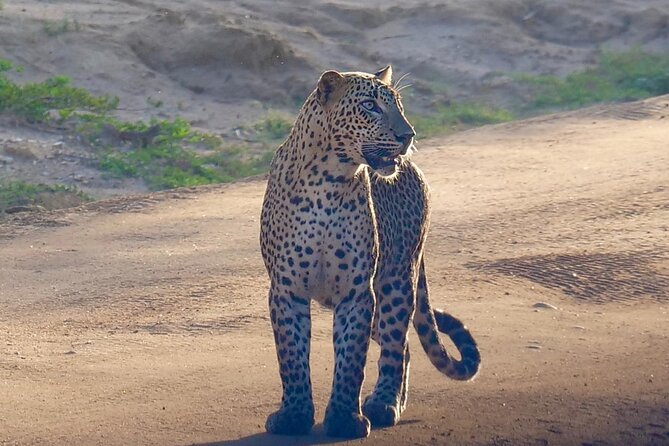 Yala National Park Half Day / Full Day Special Safari Tours - Jungle, grassland, lagoons, and coastal ground