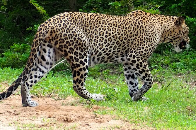 Yala National Park Half Day / Full Day Special Safari Tours - Historic places add another layer