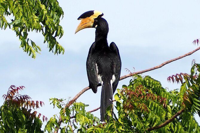Yala National Park Half Day / Full Day Special Safari Tours - Who should book this safari