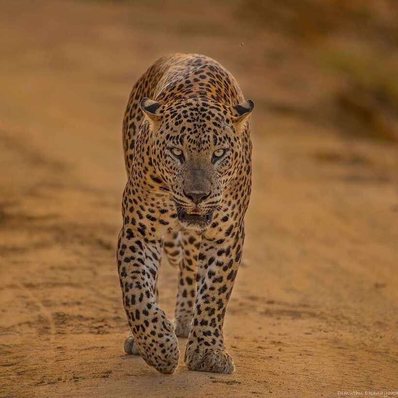 Yala National Park: Half Day or Full Day Leopard Safari Tour - Pickup from Kirinda, Kataragama, or Tissamaharama