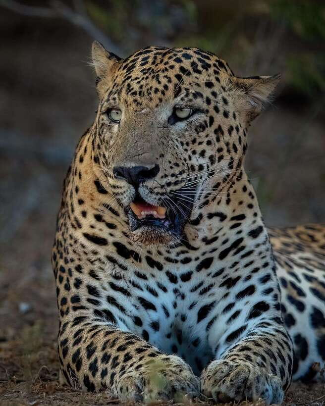 Yala National Park: Half Day or Full Day Leopard Safari Tour - What Sule and Janaka bring to the safari