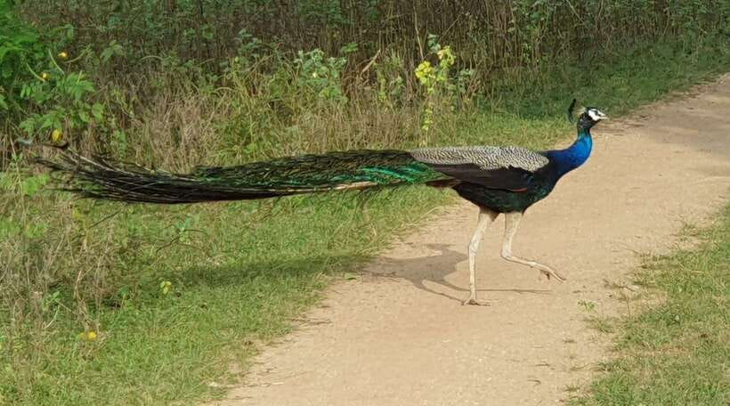 Yala National Park: Half Day or Full Day Leopard Safari Tour - Photo stops, sunrise, and sunset views