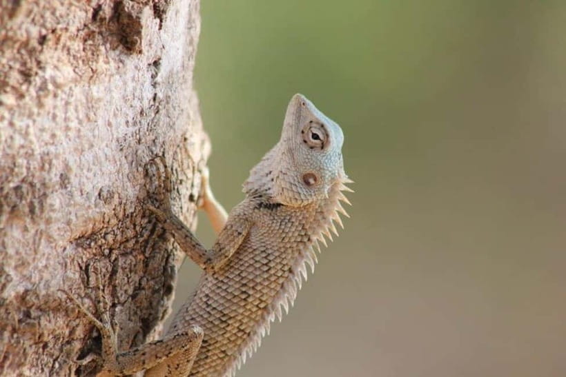 YALA National Park - HALF DAY or FULL DAY TOUR - Guide quality and animal-finding skill