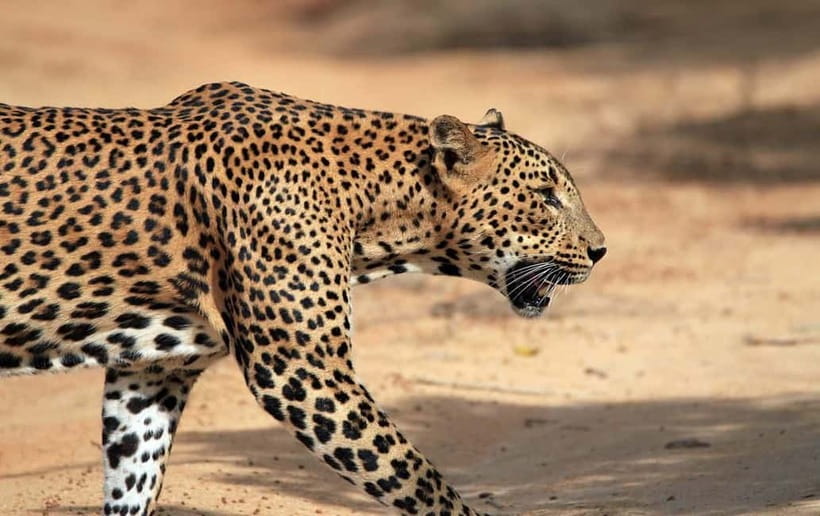 YALA National Park - HALF DAY or FULL DAY TOUR - Picking between four hours and twelve