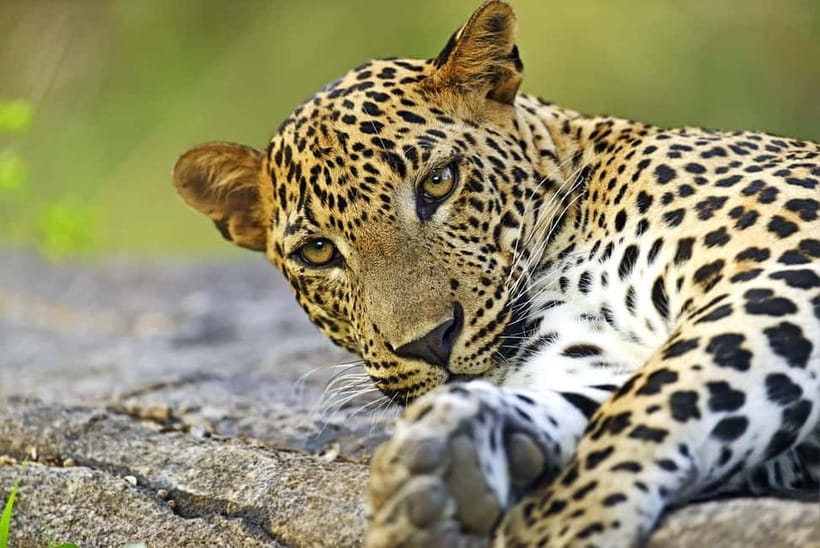 YALA National Park - HALF DAY or FULL DAY TOUR - At Yala’s main entrance
