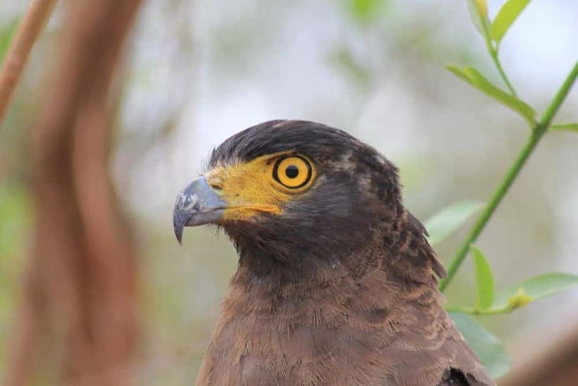 YALA National Park - HALF DAY or FULL DAY TOUR - Elephants, crocodiles, bears, and birds