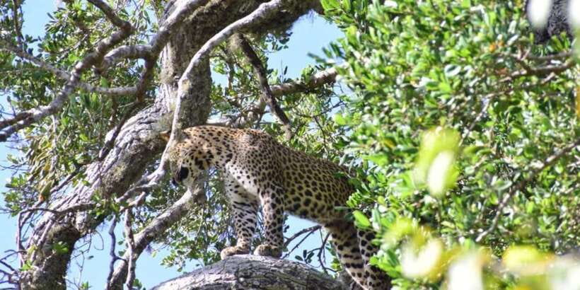 Yala National Park Half Day Safari - Key points before you book