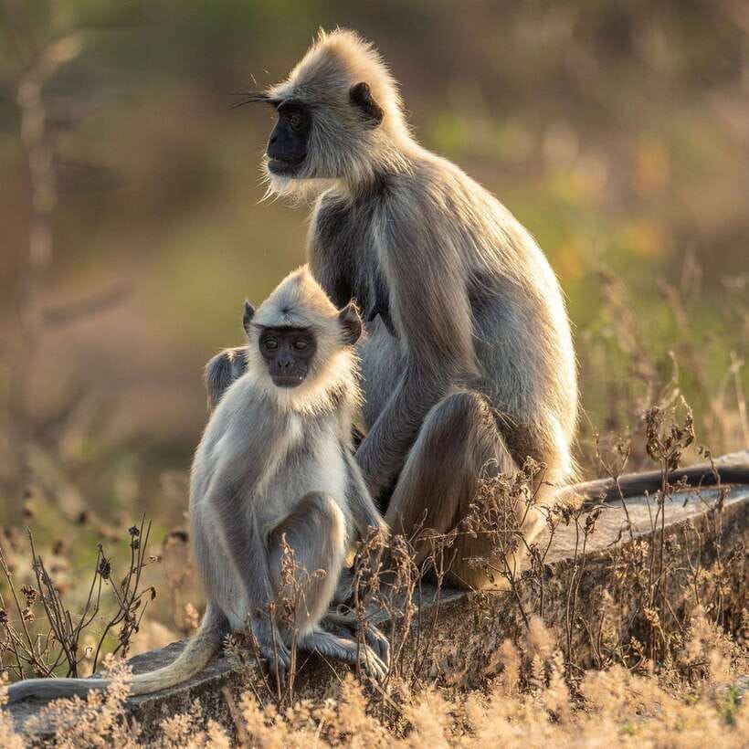 Yala National Park Half Day Safari - Should you book the Yala half-day safari?