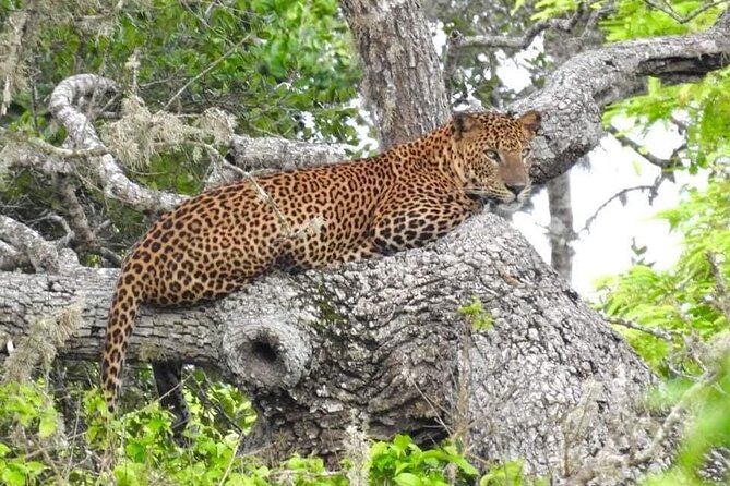 Yala National Park Half Day Safari - 4.30 a.m to 11.30 a.m - Why the 4:30 a.m. start matters