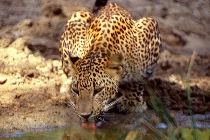 Yala National Park Half Day Safari - 4.30 a.m to 11.30 a.m - Kavee and the value of a sharp-eyed guide