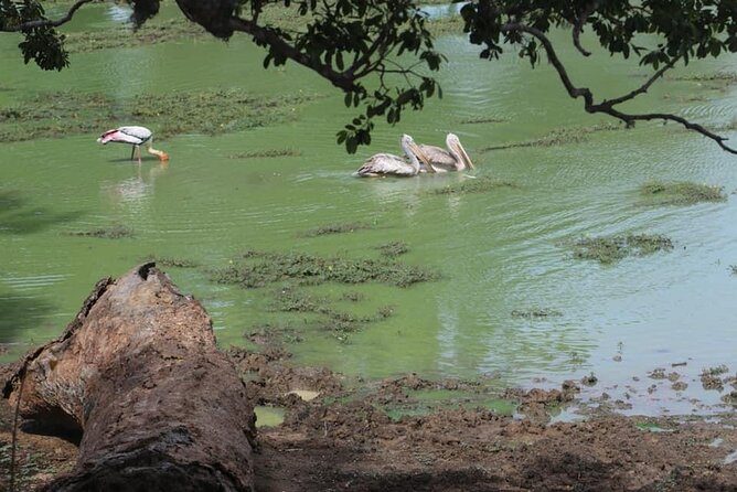 Yala National Park Half Day Safari - 4.30 a.m to 11.30 a.m - Breakfast, fruit, water, and binoculars