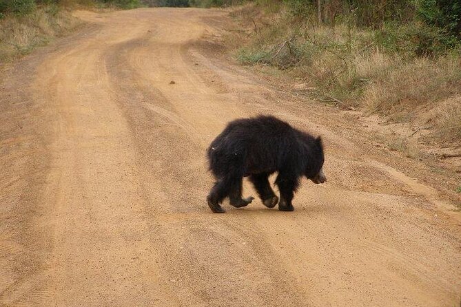 Yala National Park Half Day Safari - 4.30 a.m to 11.30 a.m - Shared jeeps and group-size questions