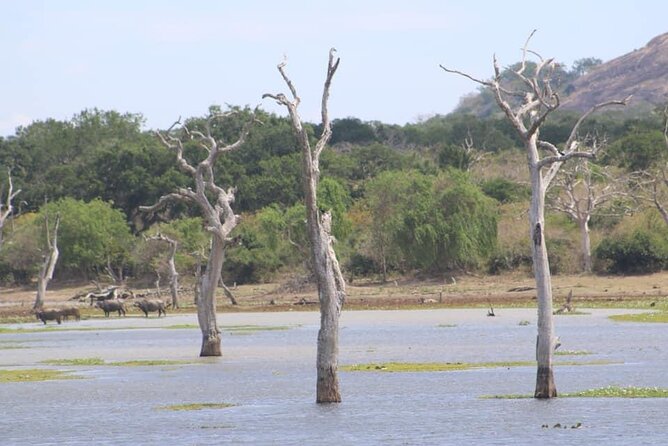 Yala National Park Half Day Safari - 4.30 a.m to 11.30 a.m - What the $78 price includes