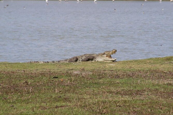 Yala National Park Half Day Safari - 4.30 a.m to 11.30 a.m - A morning built around patience