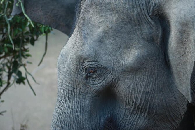 Yala National Park Half Day Safari - 4.30 a.m to 11.30 a.m - Who will get the most from this safari