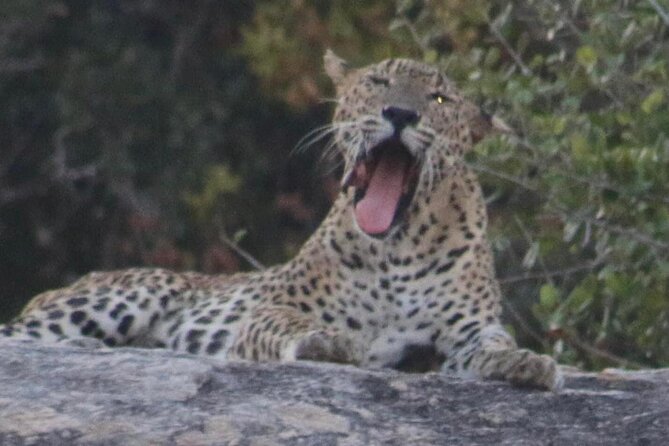 Yala National Park Half Day Safari - 4.30 a.m to 11.30 a.m - Leopards, elephants, and the luck factor