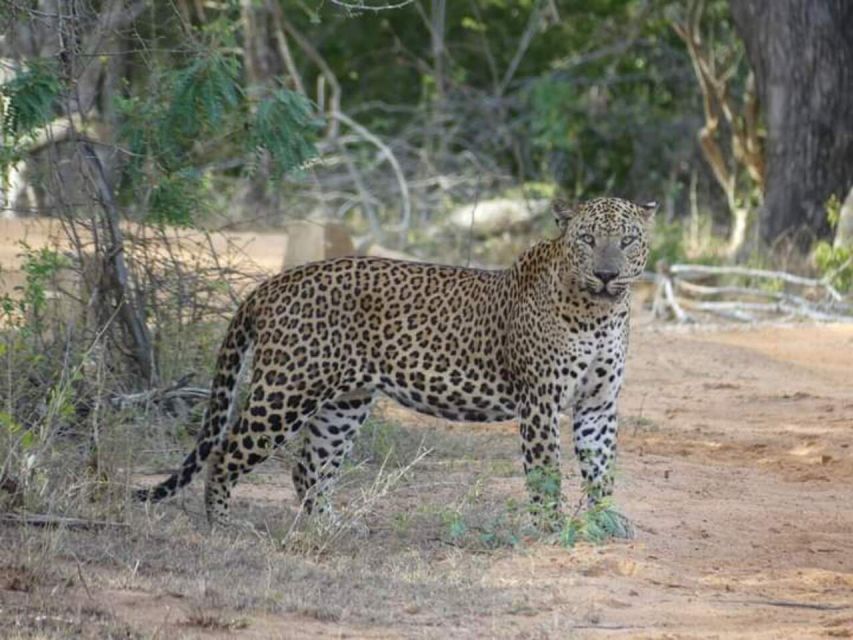 Yala National Park Half Day Safari - Morning or afternoon: which departure suits you?