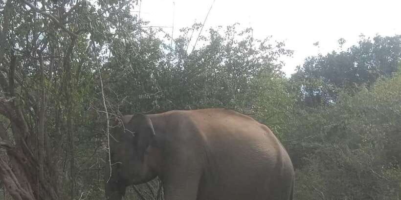 Yala National Park Half Day Safari - What the $12 price really covers