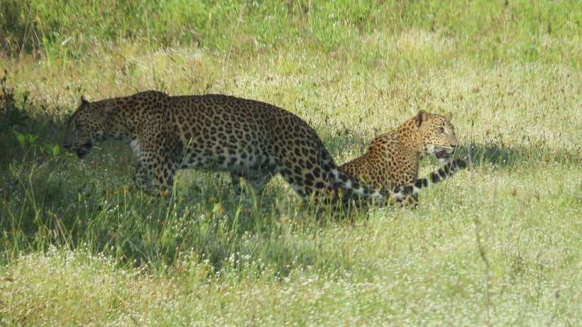 Yala National Park Jeep Safari: Leopards, Elephants & Wild - Key points at a glance