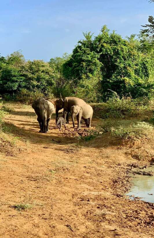 Yala National Park Jeep Safari: Leopards, Elephants & Wild - The price looks low until you add the park fee