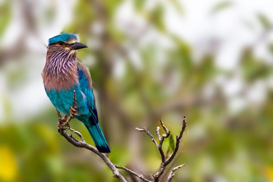 Yala National Park: Leopard Safari Full day tour with Lunch - Picnic lunch and the two-hour midday pause