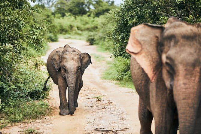 Yala National Park Leopard Safari - HALF DAY/FULL DAY TOUR - Full-day food and the real cost
