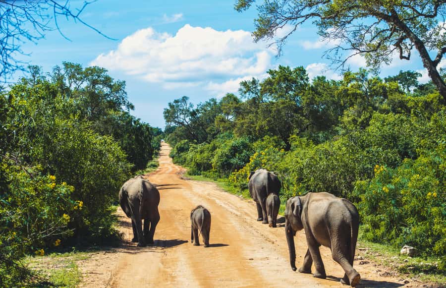 Yala National Park: Leopard Safari Half/Full-Day Safari - Key points to know before booking