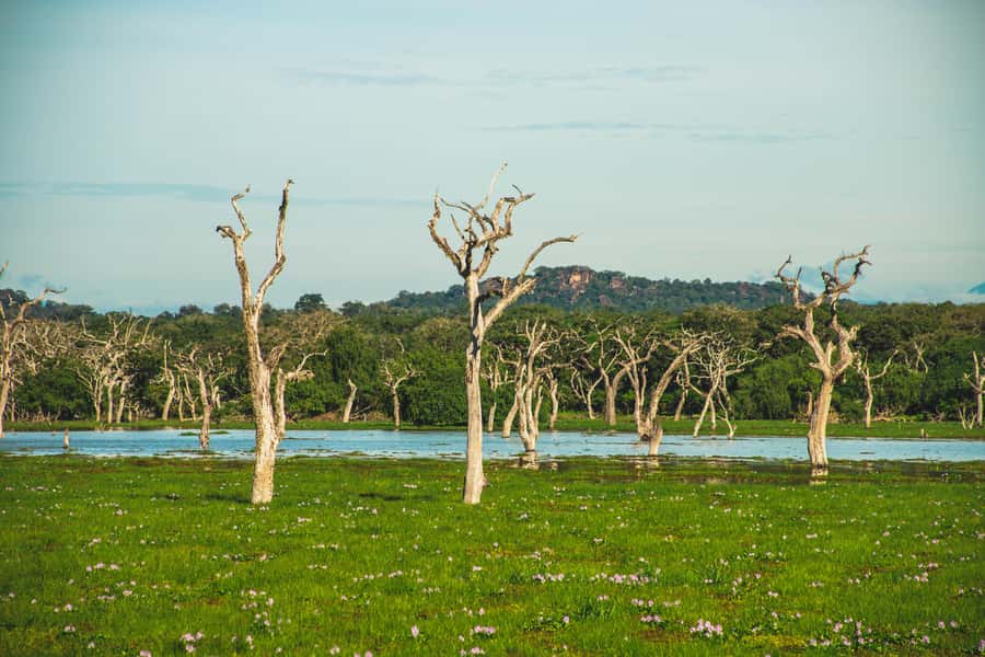 Yala National Park: Leopard Safari Half/Full-Day Safari - Why Yala is worth an early start