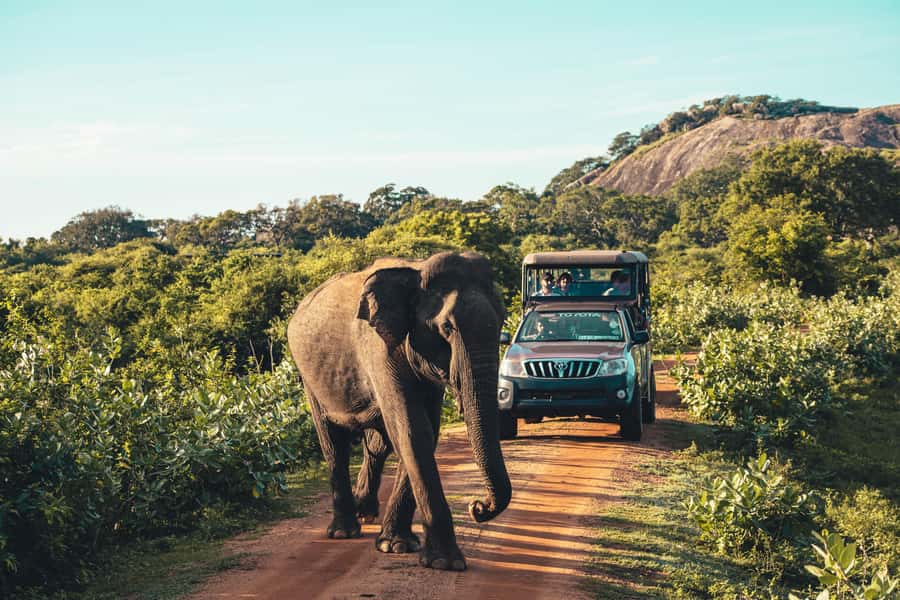 Yala National Park: Leopard Safari Half/Full-Day Safari - Entering Yala at 6 a.m.