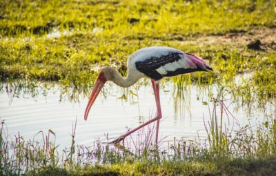 Yala National Park: Leopard Safari Half/Full-Day Safari