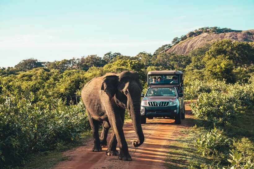 Yala National Park: Leopard Safari Half/Full-Day Safari - Animals you may see along the route