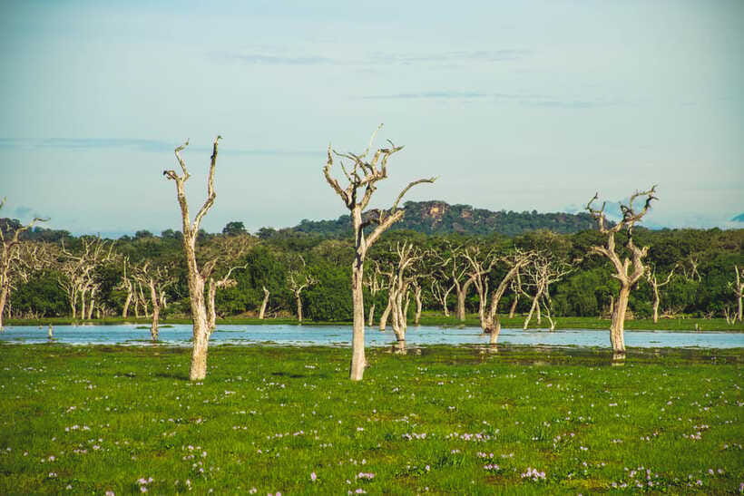 Yala National Park: Leopard Safari Half/Full-Day Safari - The water break and the rhythm of the day
