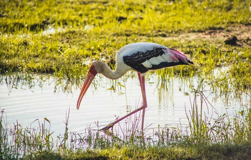 Yala National Park: Leopard Safari Half/Full-Day Safari - Service details that matter at 5 a.m.