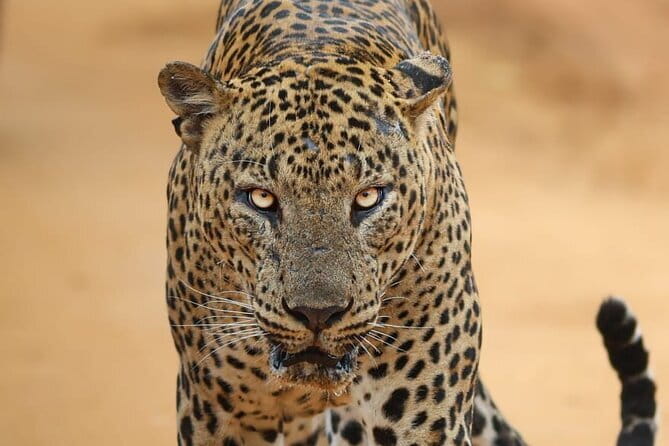 Yala National Park Morning or Afternoon Leopard Safari - Key points to know before booking