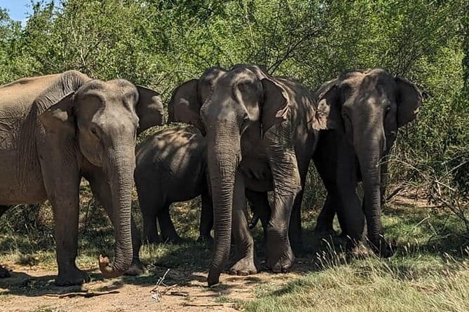 Yala National Park Morning or Afternoon Leopard Safari - The real appeal of a Yala leopard safari
