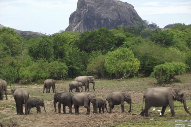 Yala National Park Morning or Afternoon Leopard Safari - Following the route to Yala National Park