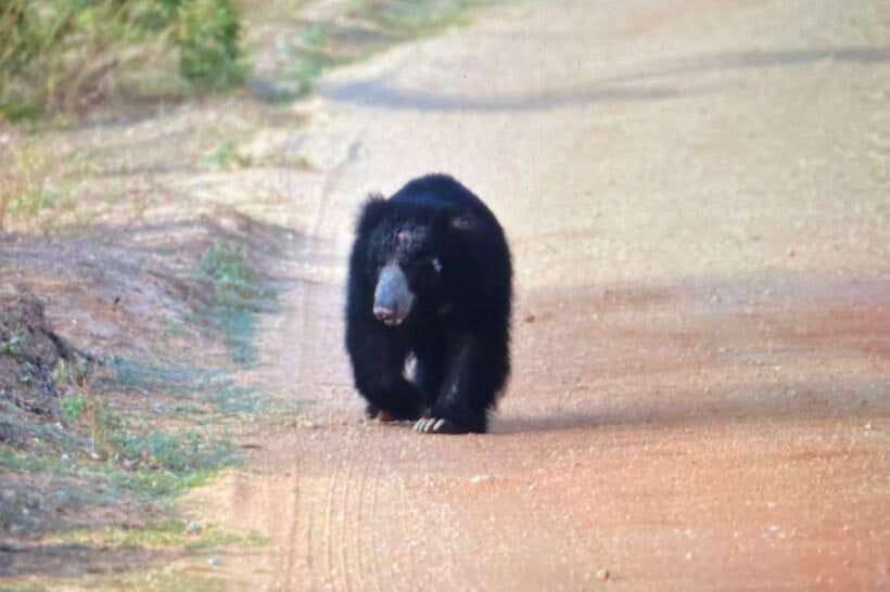 Yala National Park: Morning or Afternoon Safari ( 5 h ) - Key points to know before booking