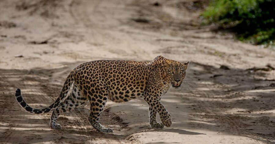 Yala National Park: Morning or Afternoon Safari ( 5 h ) - Comfort, access, and physical demands